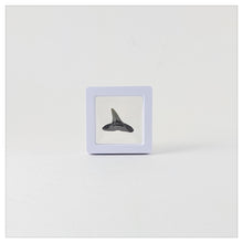 Square - 2 inch - White - 3D Floating Frame 2-Sided Display Case - 50 mm
