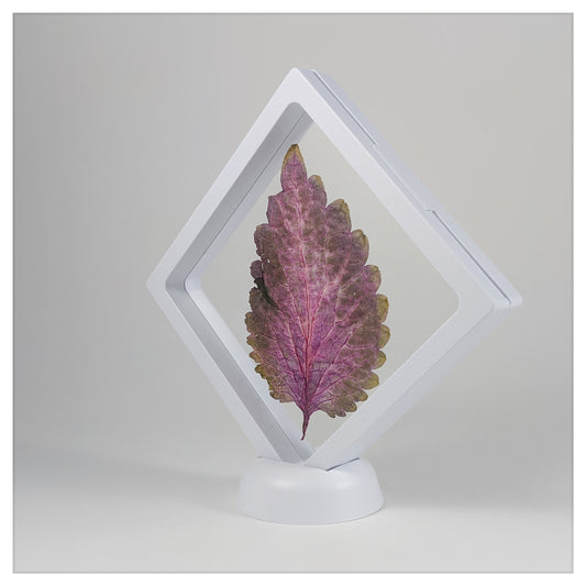 Square - 4.3 inch - White - 3D Floating Frame 2-Sided Display Case - 110 mm