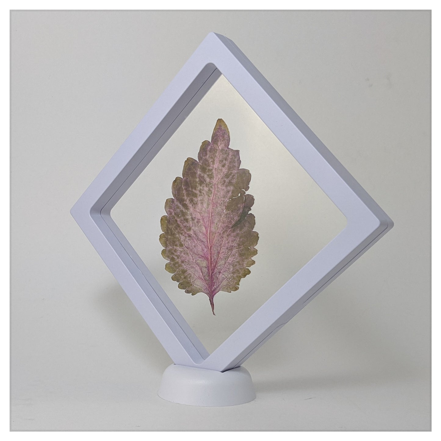5.5 Inch Square White (Large+)