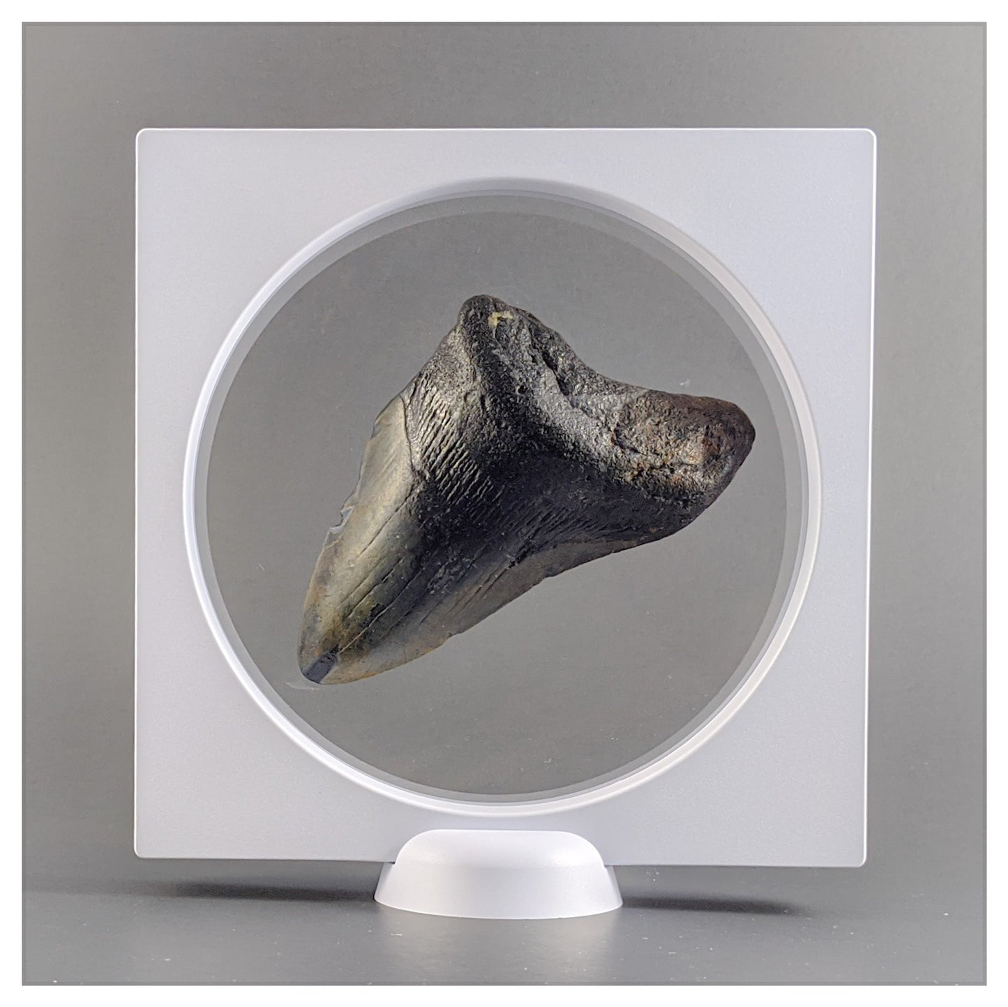 Round Multi-Function Base - Edge or Corner Stand - White