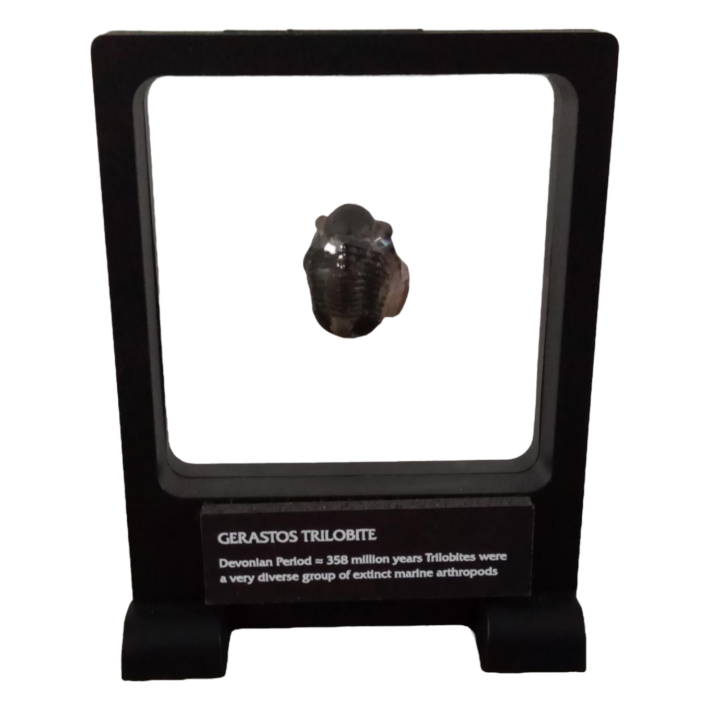 7.1" x 9.1" Tall Label Black