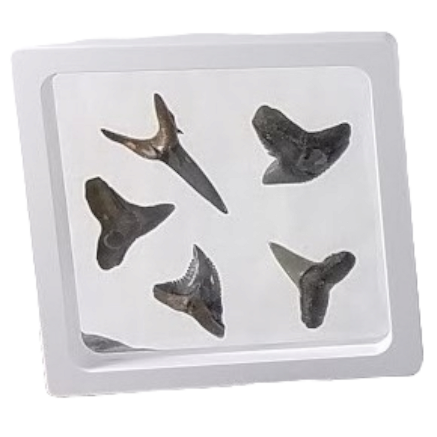 2.8 inch Square White (Small)