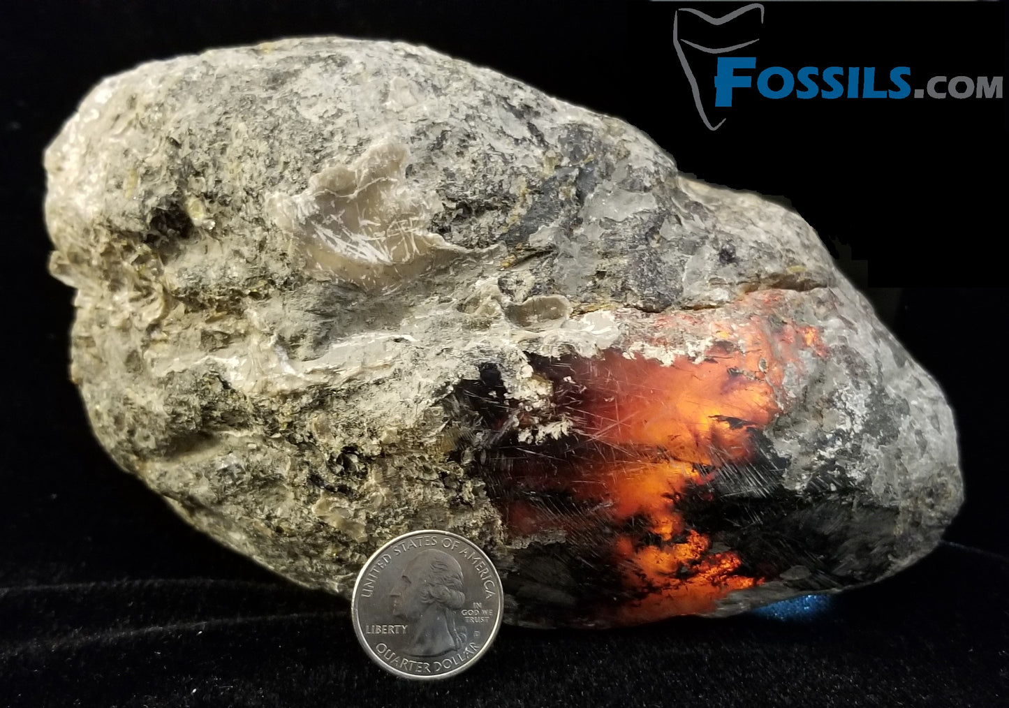 (Available) Large Chunk of Chiapas Amber (Mexico)
